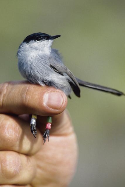 California gnatcatcher